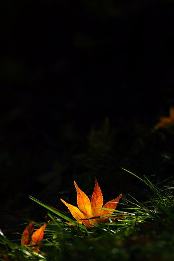 桜山公園の紅葉（１）