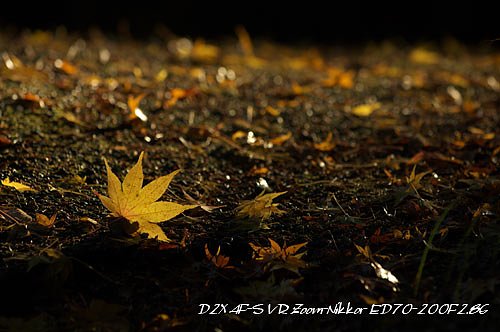 落ち葉への光