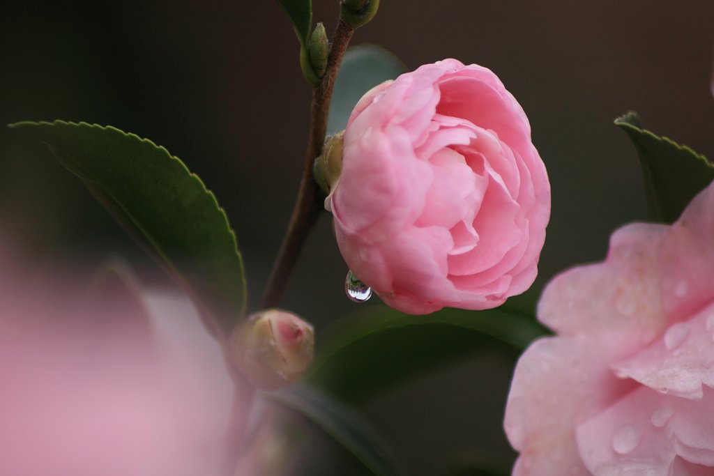 山茶花の泪