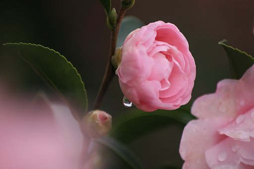 山茶花の泪
