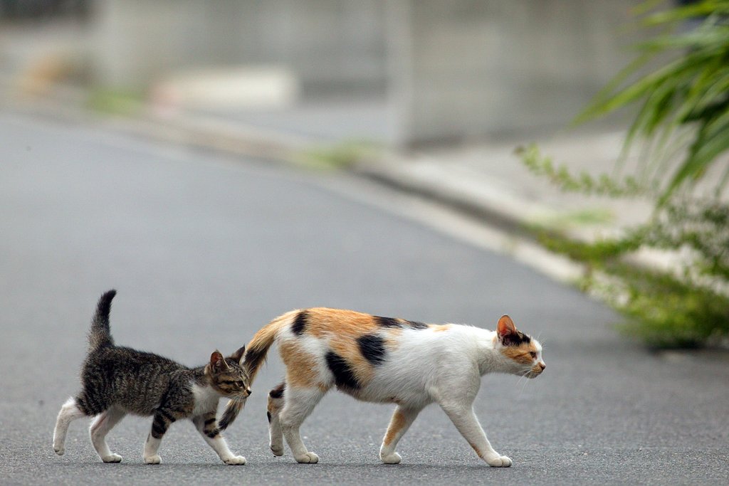 その後の子猫②