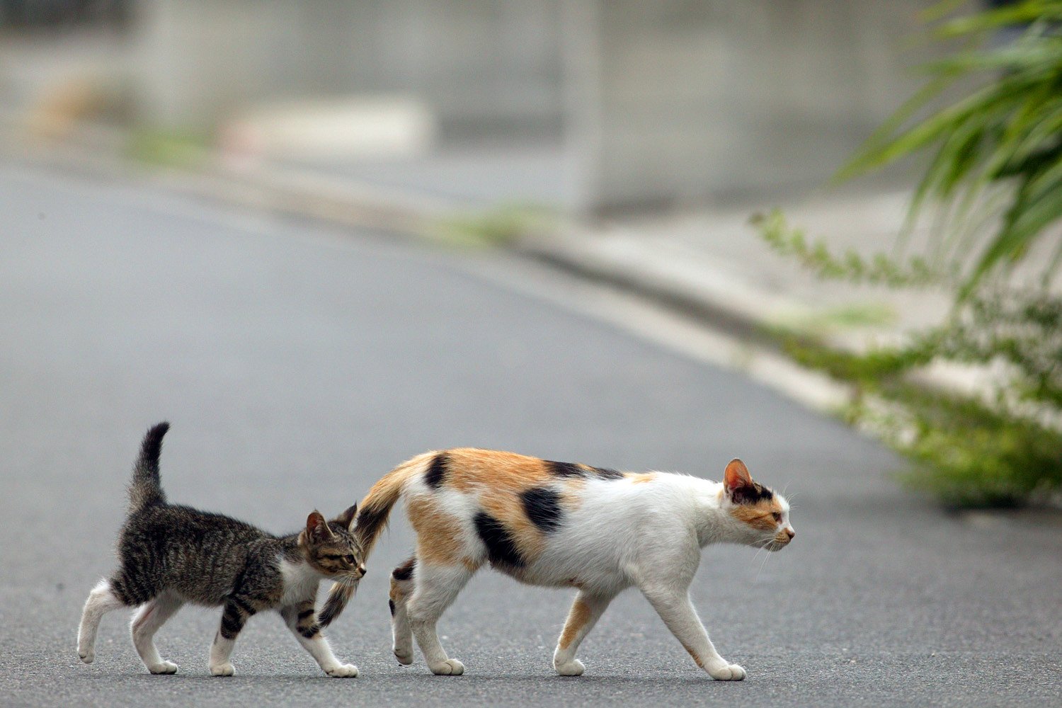 その後の子猫②