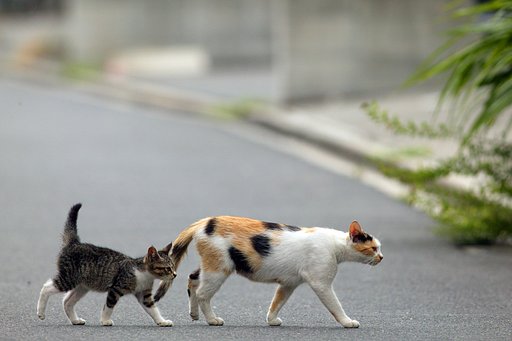 その後の子猫②