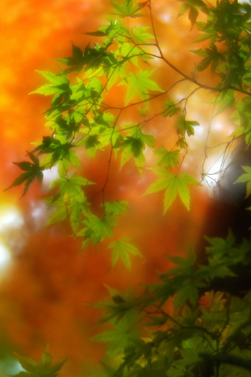 長瀞の紅葉（２）
