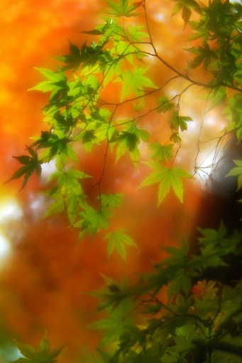 長瀞の紅葉（２）