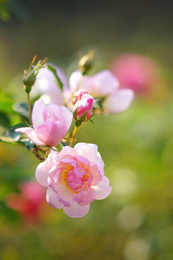 秋の薔薇