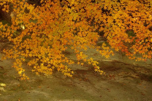東福寺の紅葉