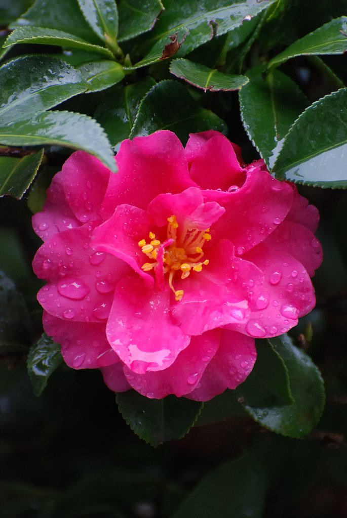 潤い花