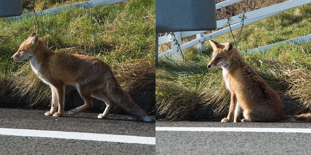 キツネ