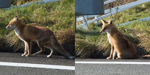 キツネ