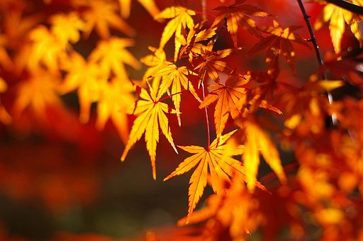 この時期にまだ紅葉