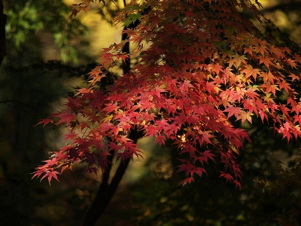 晩秋の公園にて