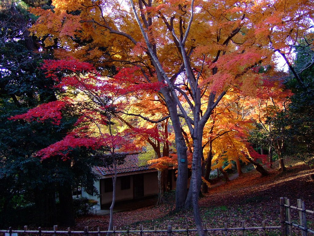 高岡古城公園の紅葉　原画