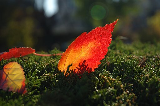 ハナノキの紅葉