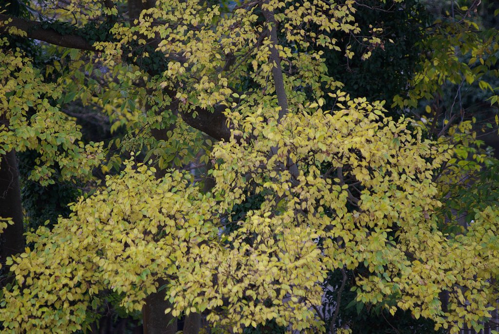 とりあえず紅葉はギリギリＯＫ