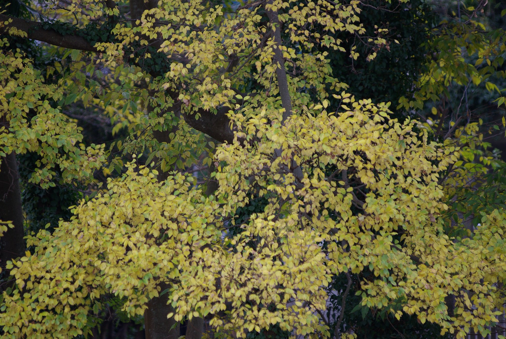 とりあえず紅葉はギリギリＯＫ