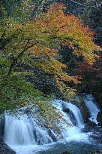 滝と紅葉
