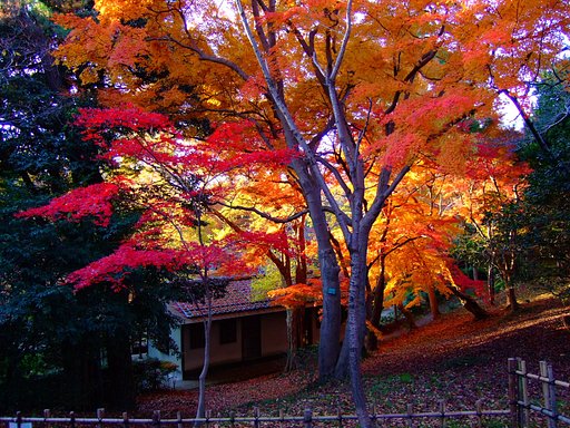 高岡古城公園の紅葉