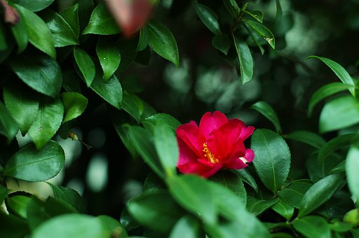 紅一点