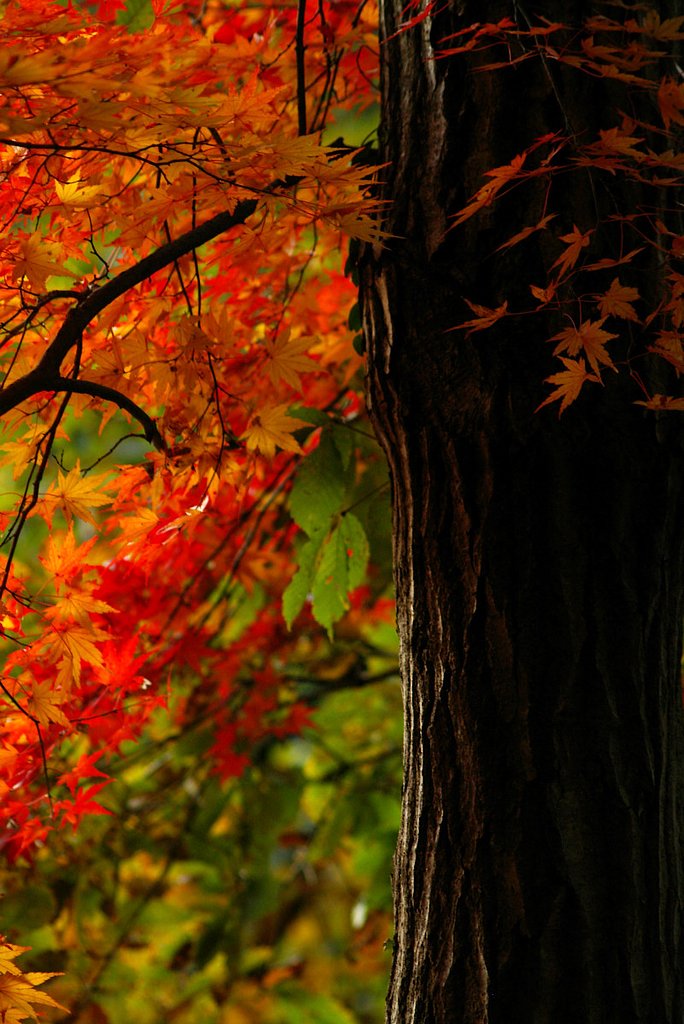 長瀞岩畳と紅葉‘３’