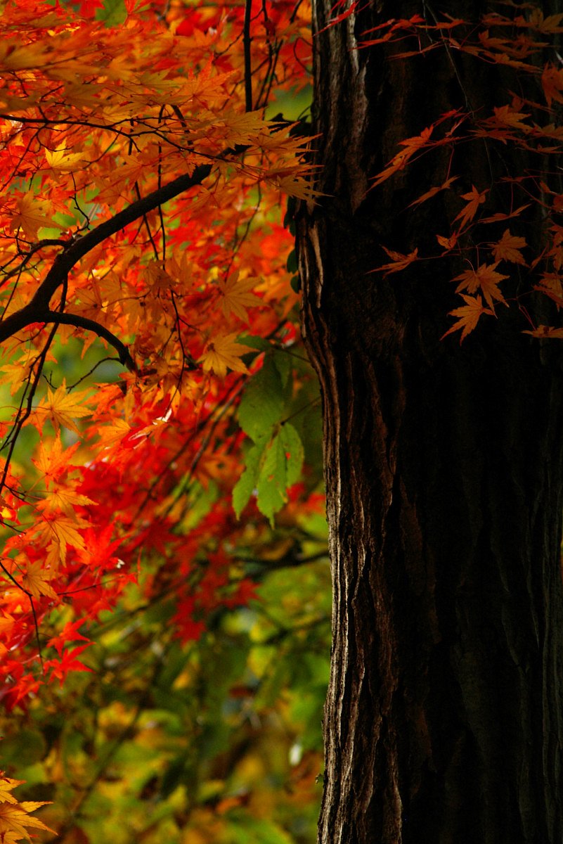 長瀞岩畳と紅葉‘３’