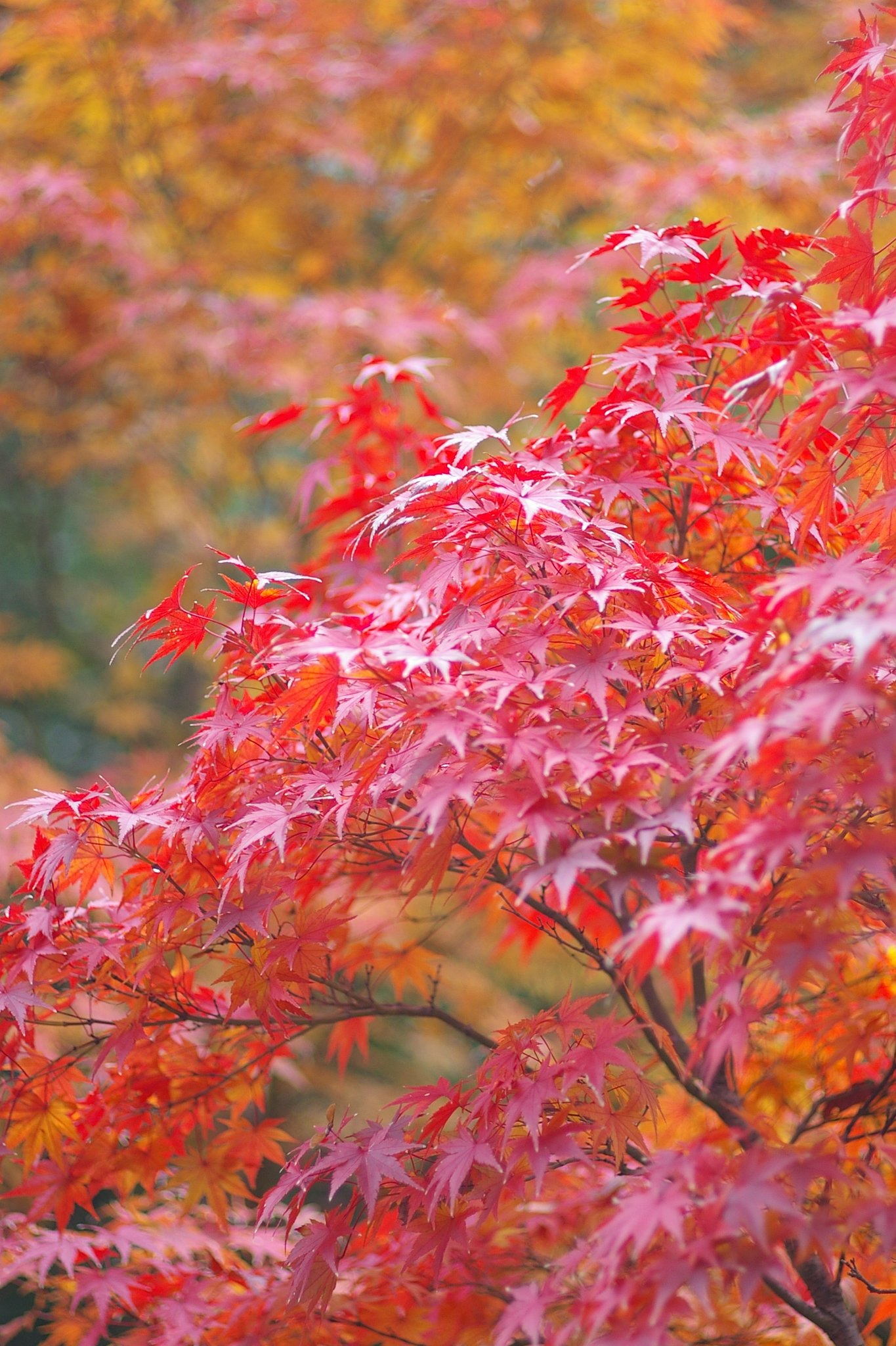 近所の紅葉