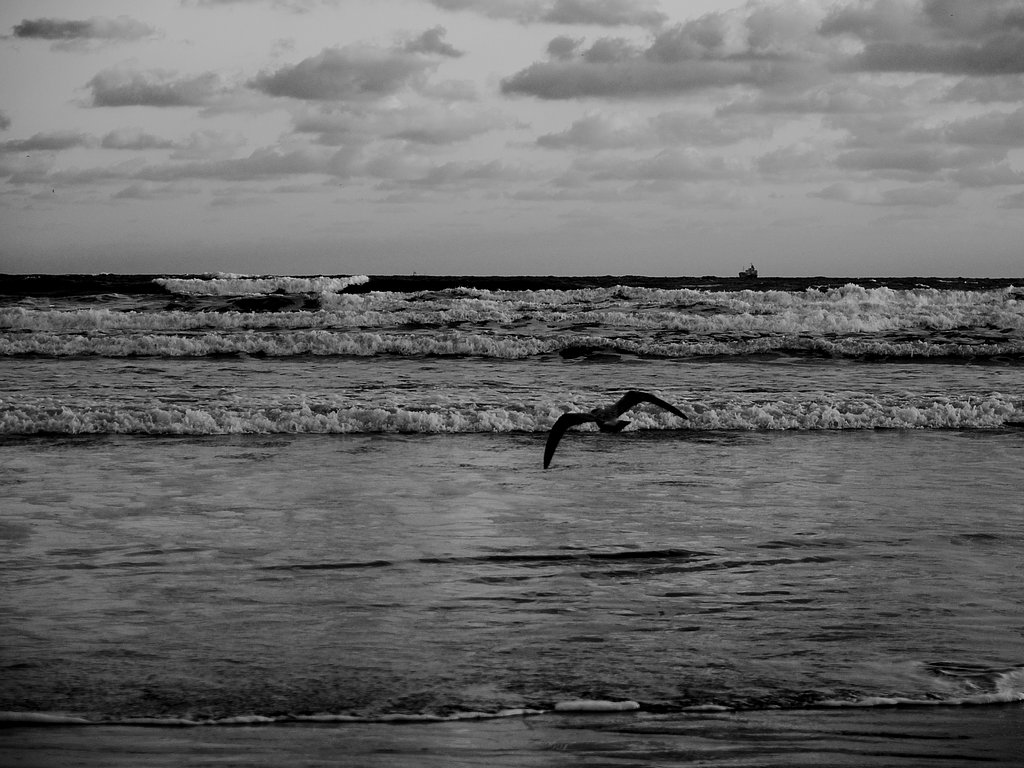 船、海、鳥