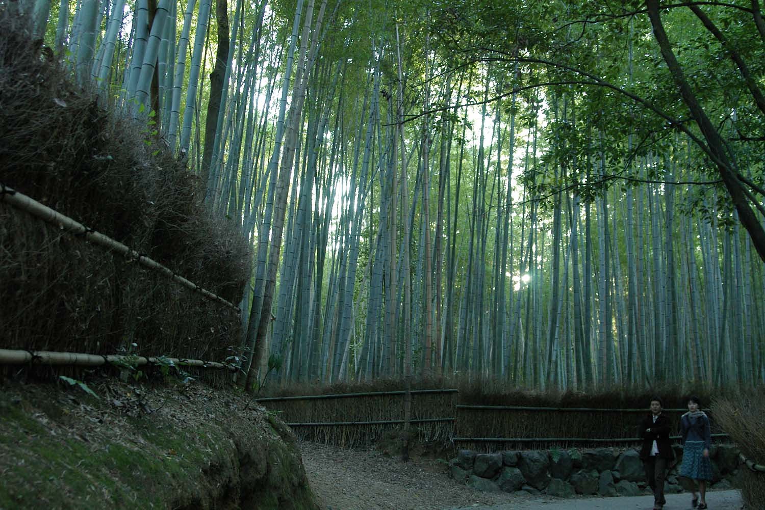 竹林の小道