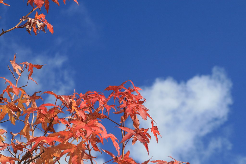 [陽光]紅葉シーズン終了