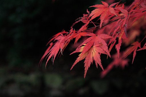 日陰の紅葉