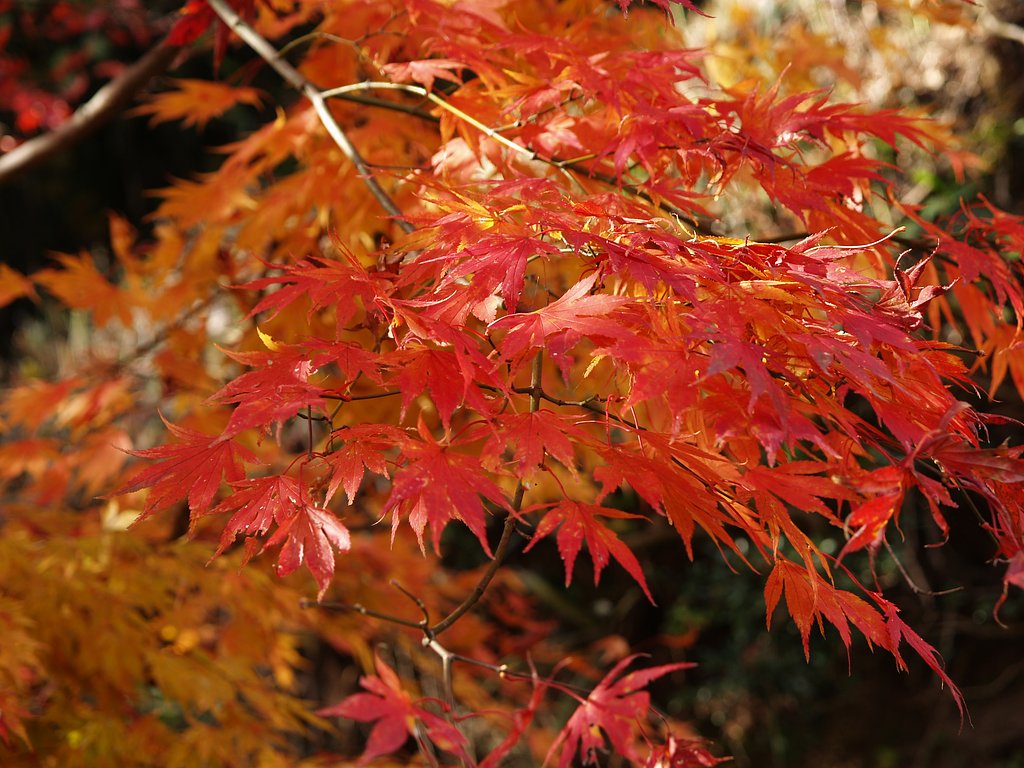 紅葉♪