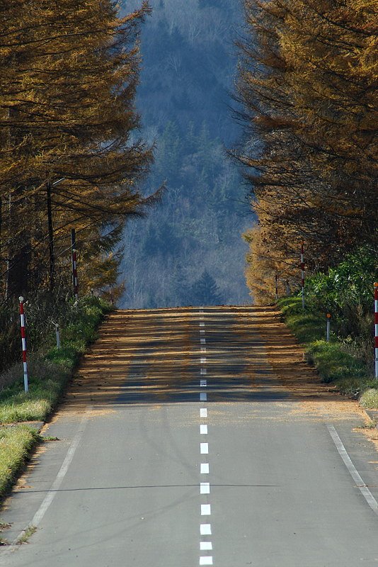 カラマツ街道