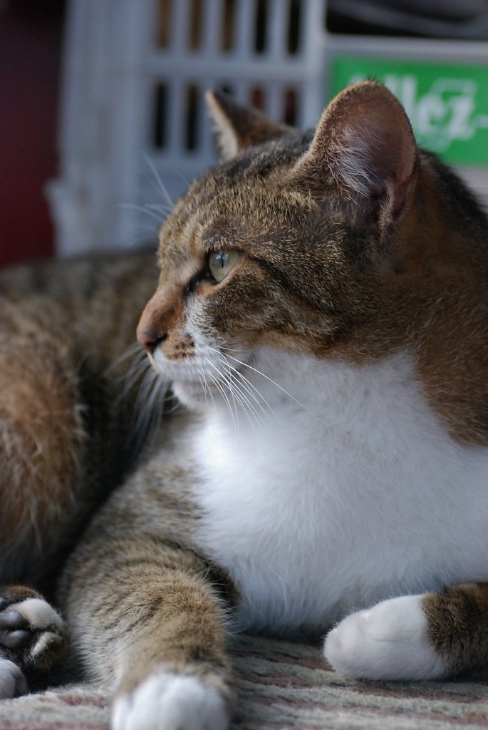 愛猫のリーフ