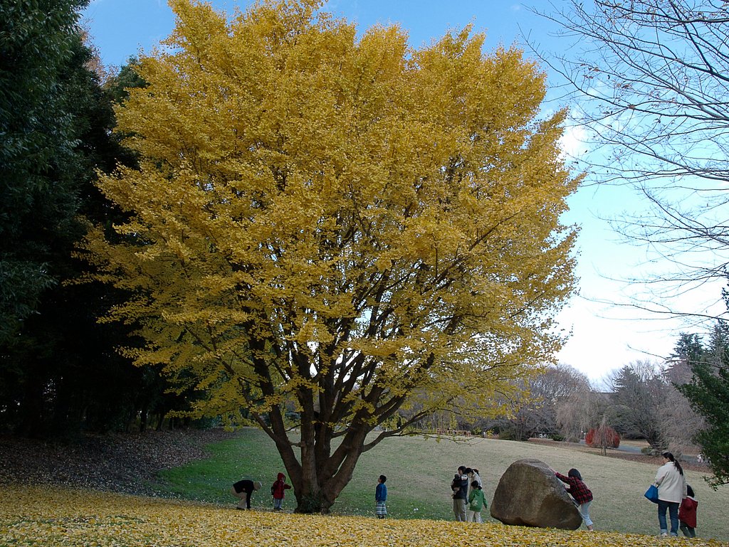 イチョウに集まる