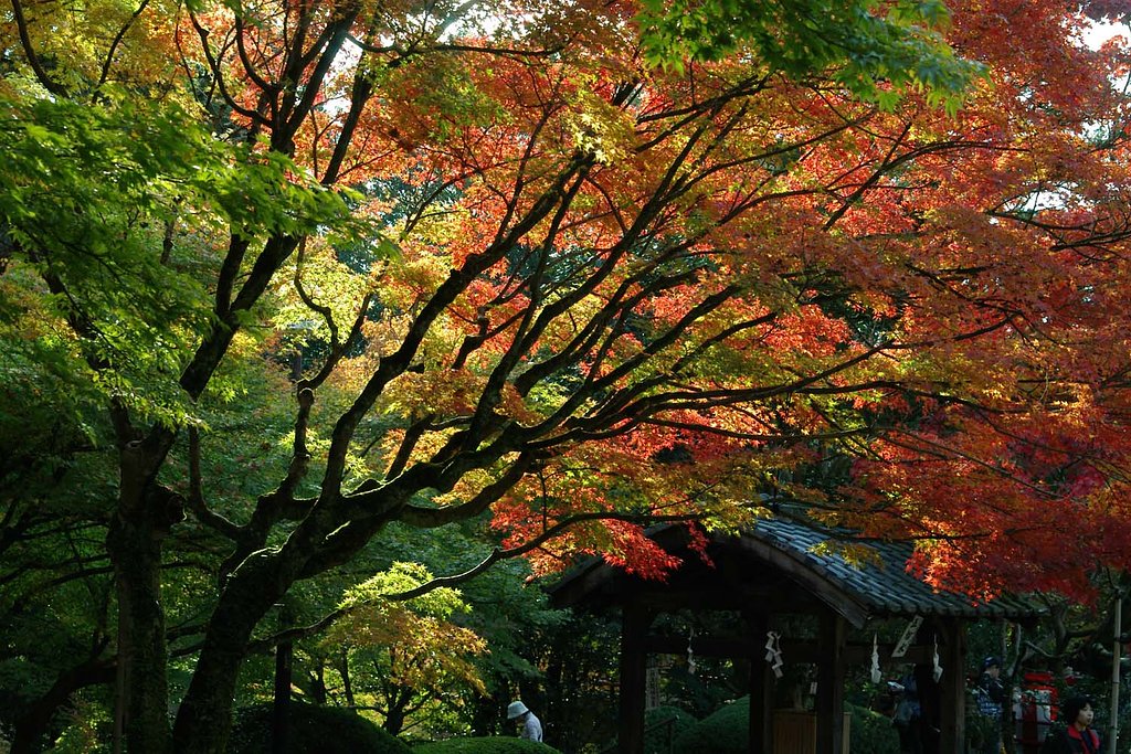 紅葉