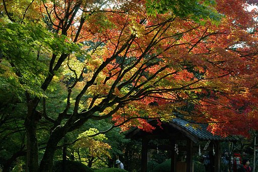 紅葉