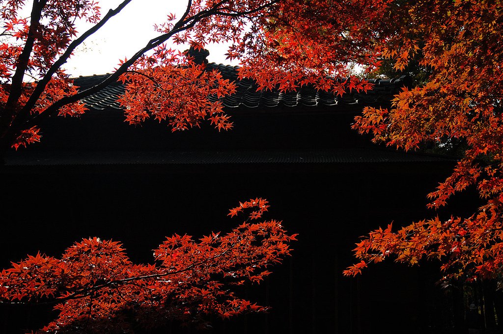 11/22平林寺 BLACK & RED