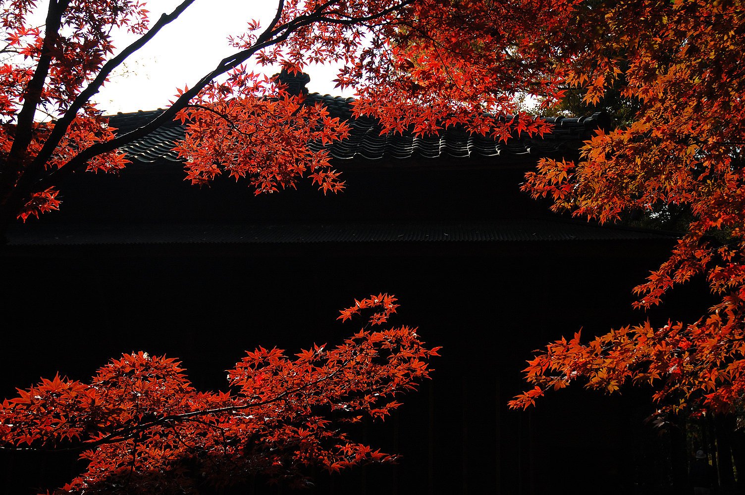 11/22平林寺 BLACK & RED