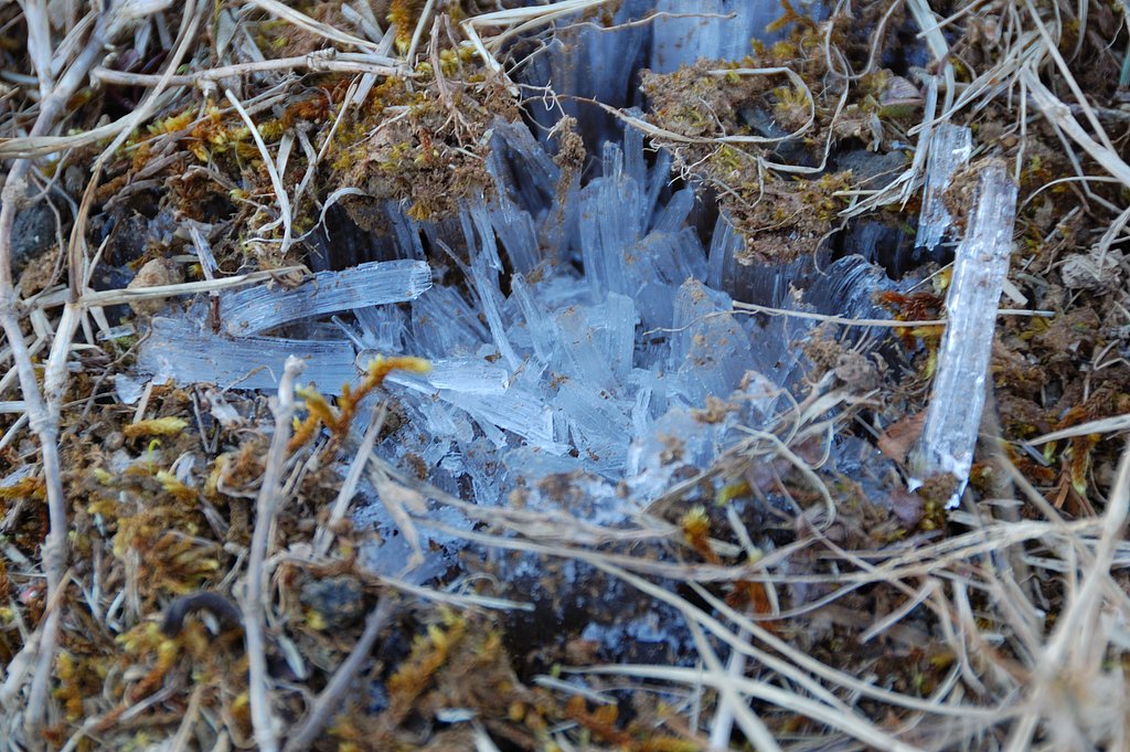 霜柱