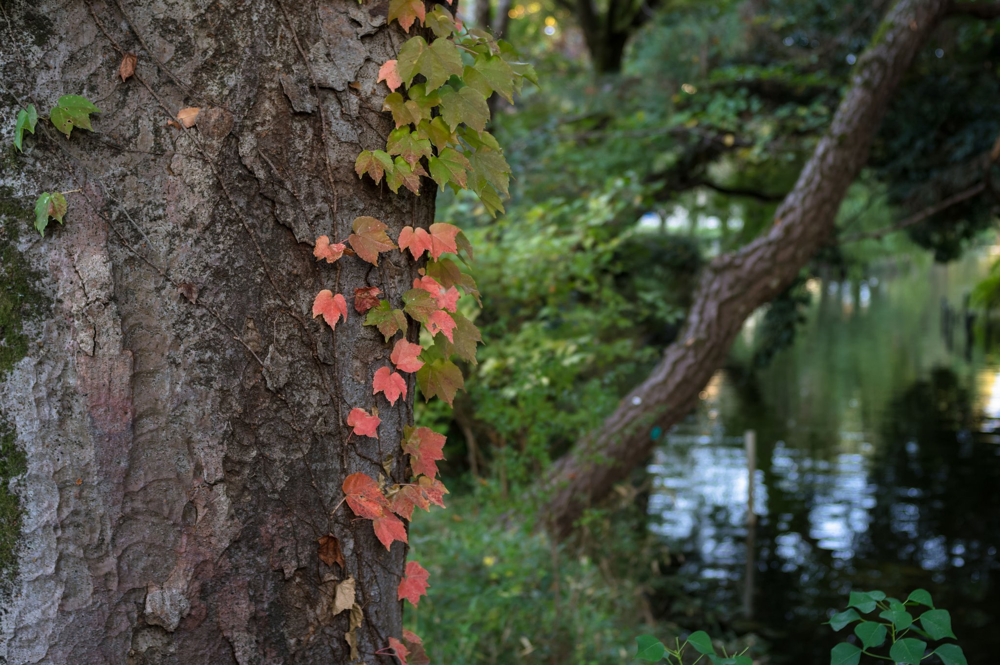 蔦紅葉