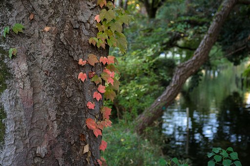 蔦紅葉