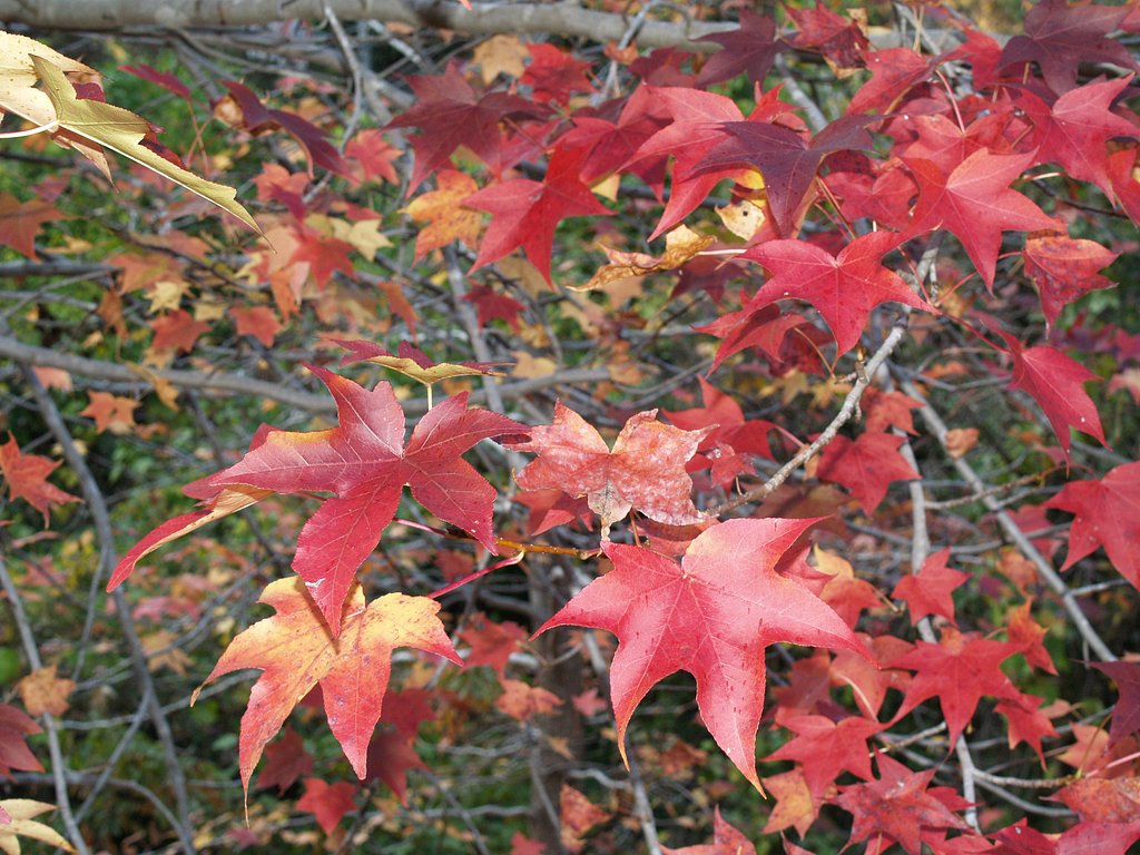 紅葉葉楓（もみじばふう）♪