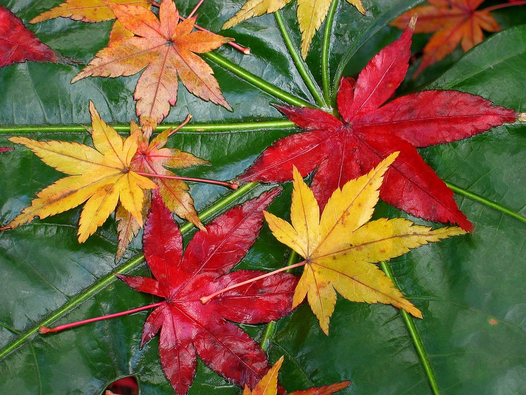 色遊び