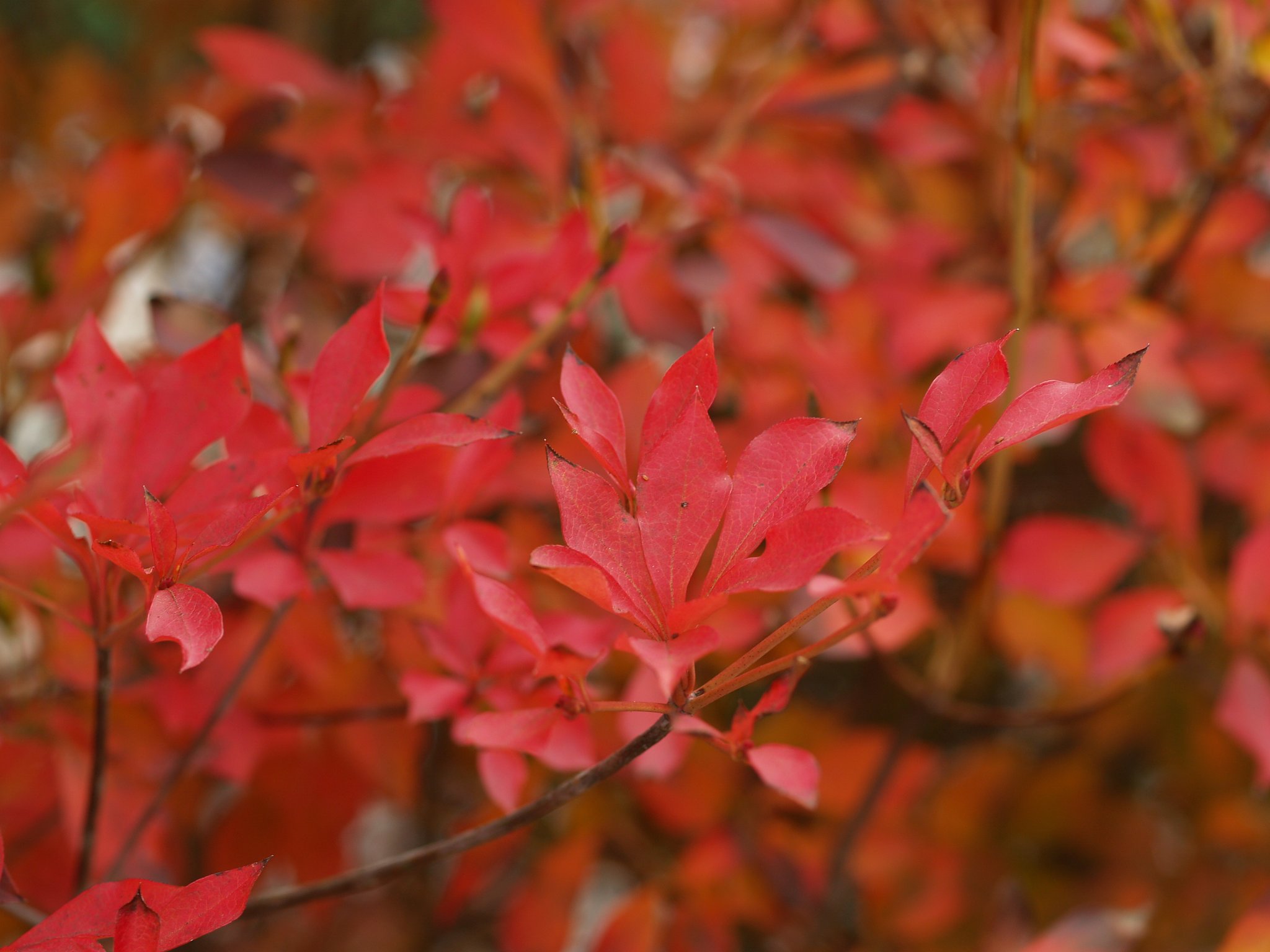 満天星躑躅の紅葉♪
