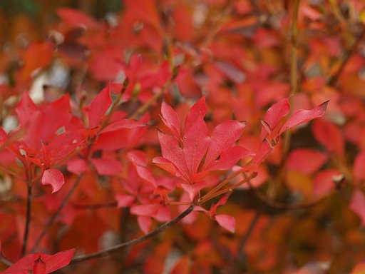 満天星躑躅の紅葉♪