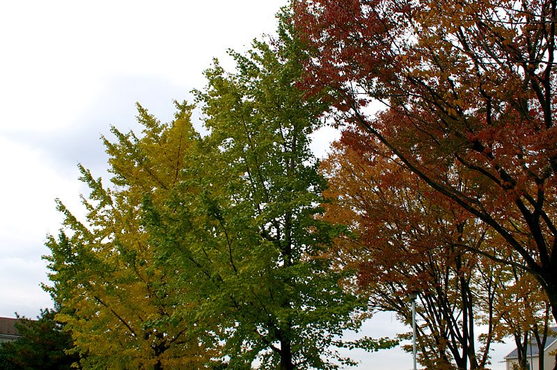 紅葉の三色旗