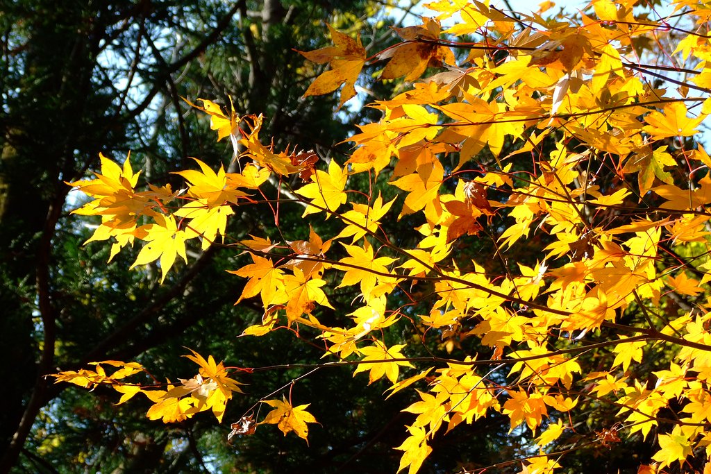 紅葉