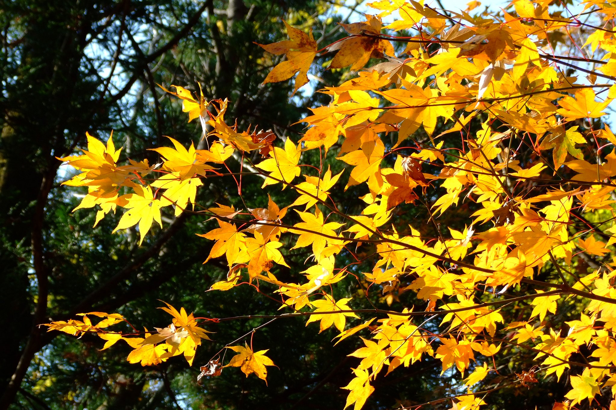 紅葉