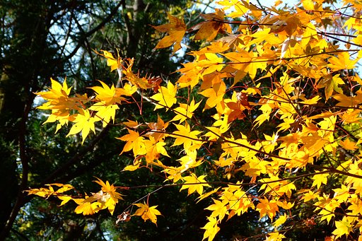 紅葉