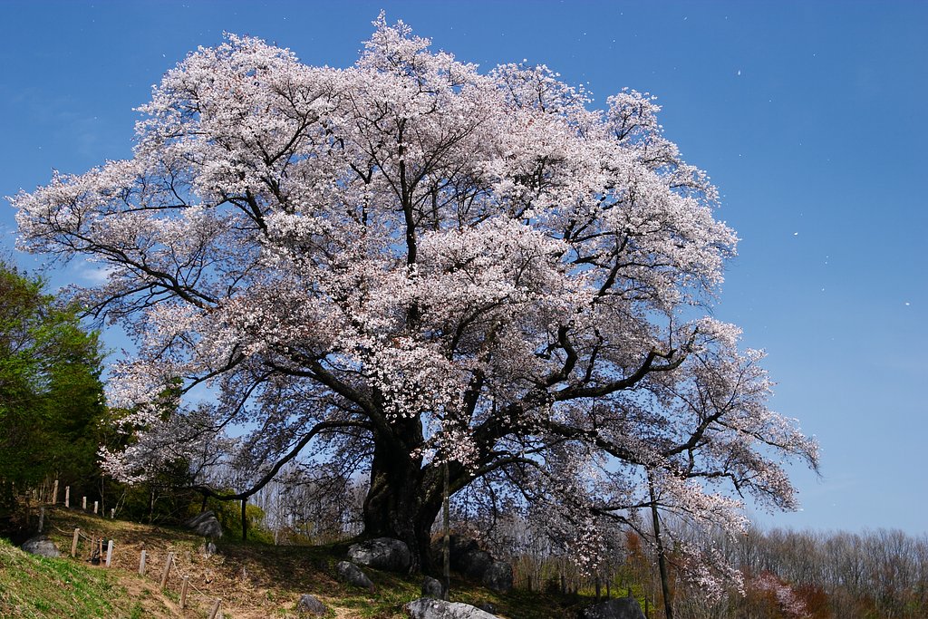 花吹雪（自分で思ってるだけバージョン）